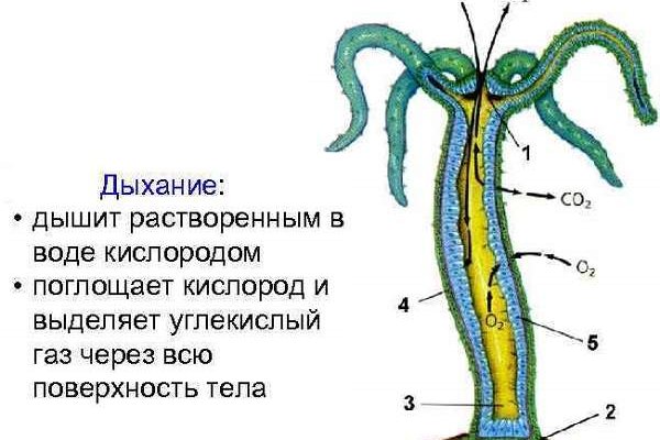 Как восстановить аккаунт кракен