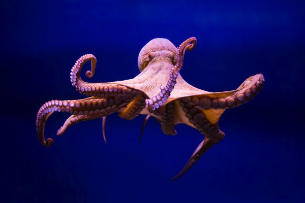 Kraken20at