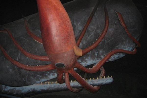 Kraken at зеркало